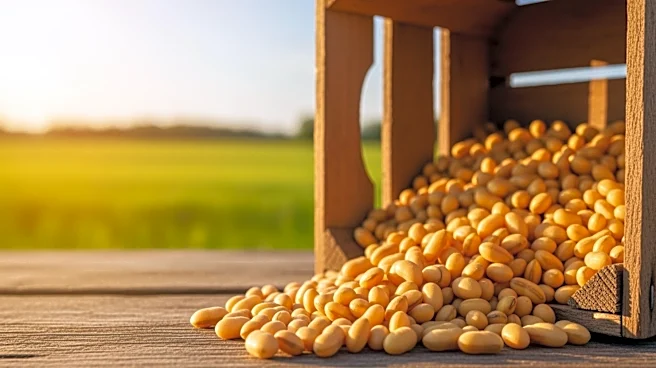 U.S. Farmers Seek Concrete Soybean Guarantees Amid Xi-Trump Agriculture Pledge