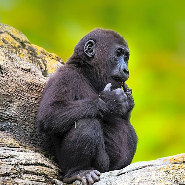 Pittsburgh Zoo Hosts 'Waiting Child' Melvin, Highlighting Adoption Awareness