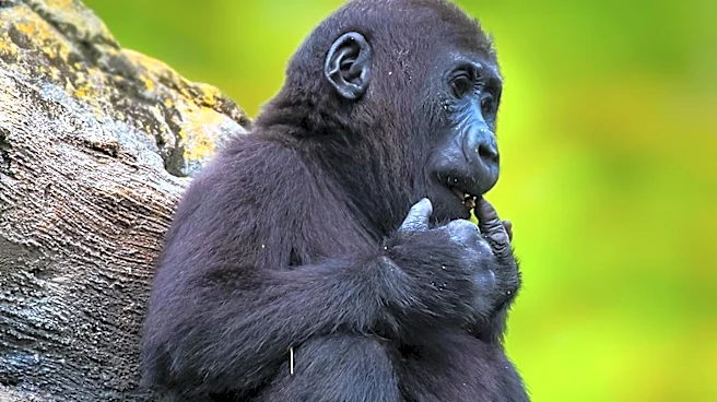 Pittsburgh Zoo Hosts 'Waiting Child' Melvin, Highlighting Adoption Awareness