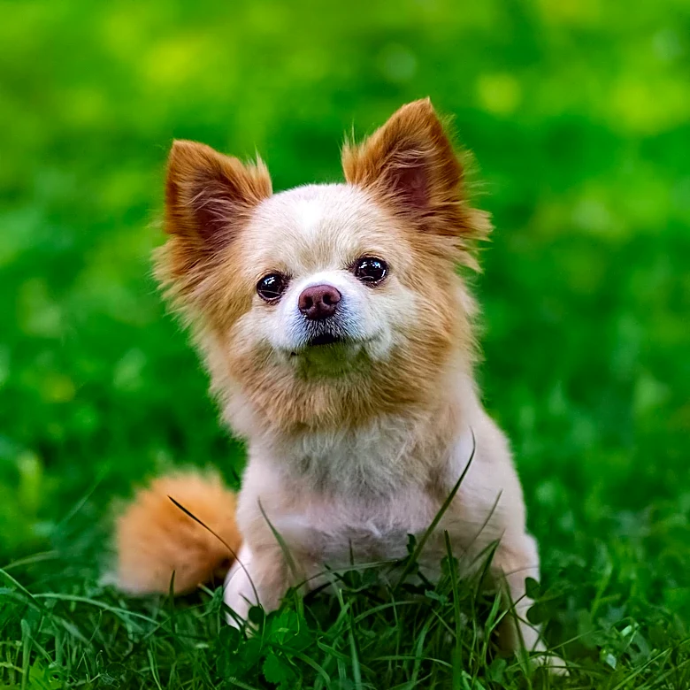 14-Year-Old Chihuahua Mix Benji Anthony Seeks Forever Home
