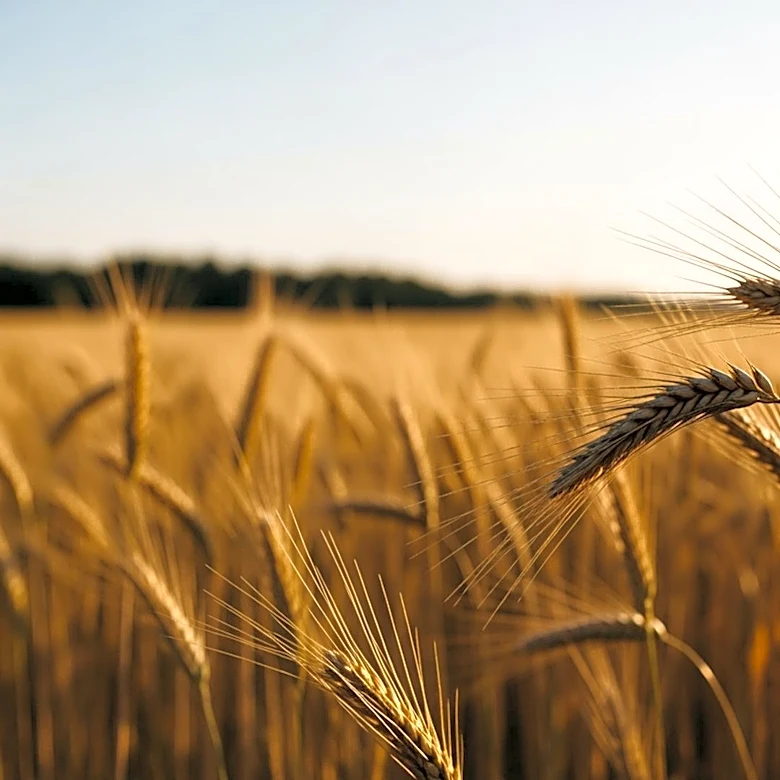 U.S.-China Trade Talks Lead to New Agricultural Commitments Benefiting U.S. Farmers