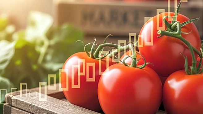 U.S. Tomato Prices Surge Nearly 40% Due to Tariffs and Supply Issues