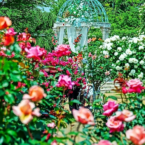 Stockton Gardeners Promote Mental Health Through Local Rose Garden Initiative