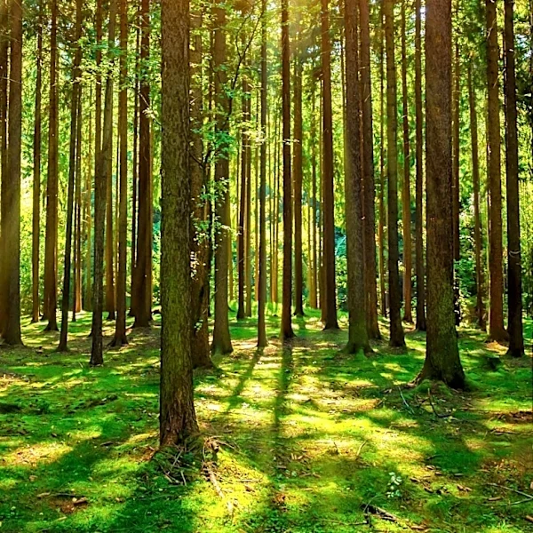 Environmental Neuroscientists Advocate Nature Exposure for Mental Health Benefits