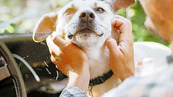 Pet Safety Experts Recommend Best Dog Car Seats for Secure Travel