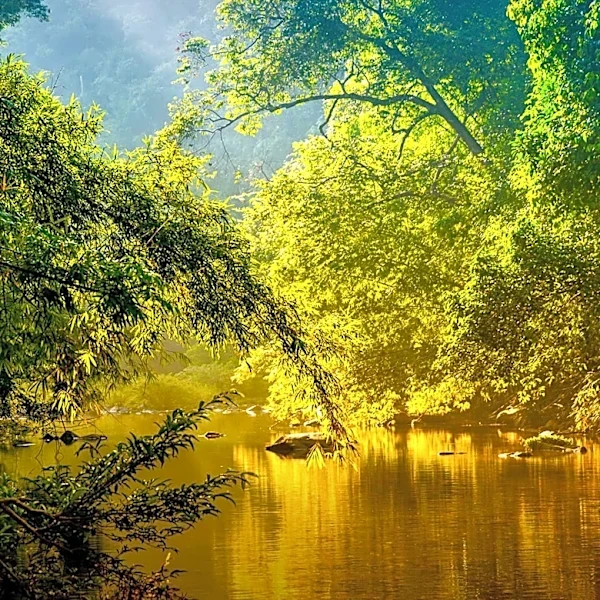 Environmental Neuroscientists Recommend Nature Exposure for Stress Relief