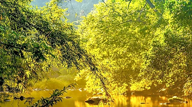 Environmental Neuroscientists Recommend Nature Exposure for Stress Relief