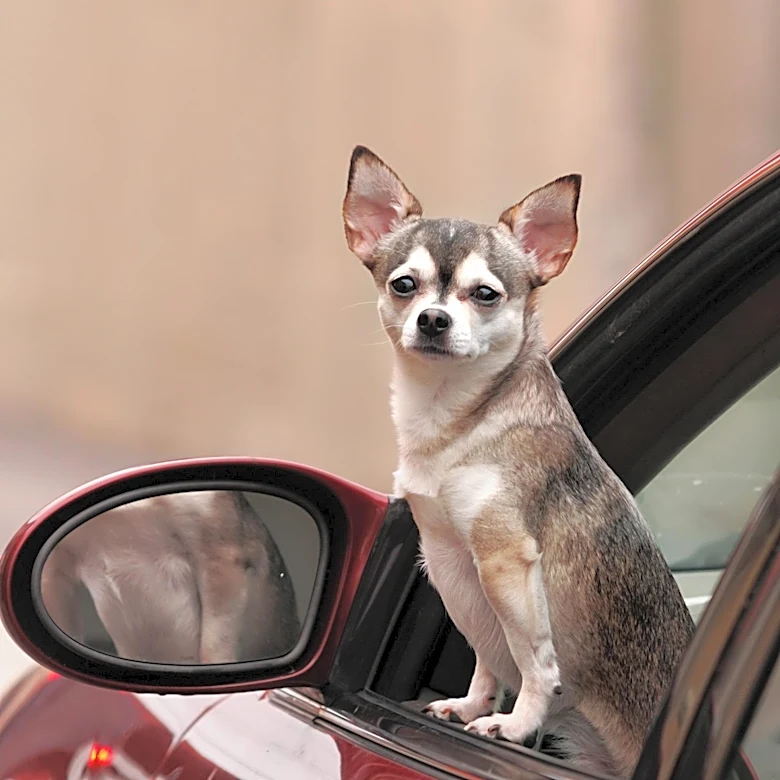 Pet Safety Experts Highlight Best Dog Car Seats for Secure Travel