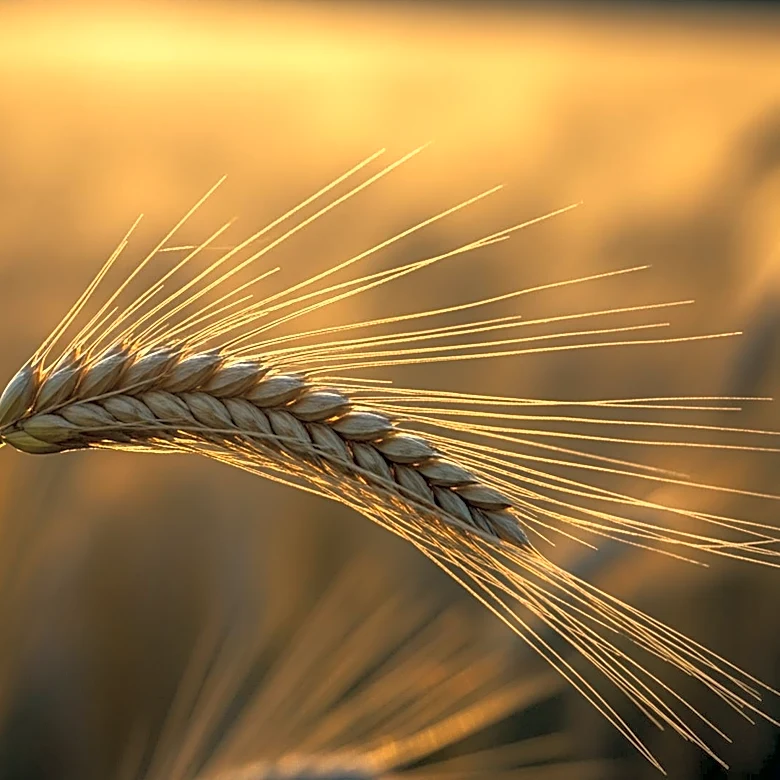 INDOCERT Launches Recruitment for Agriculture Field Specialists to Enhance Farm Data Collection