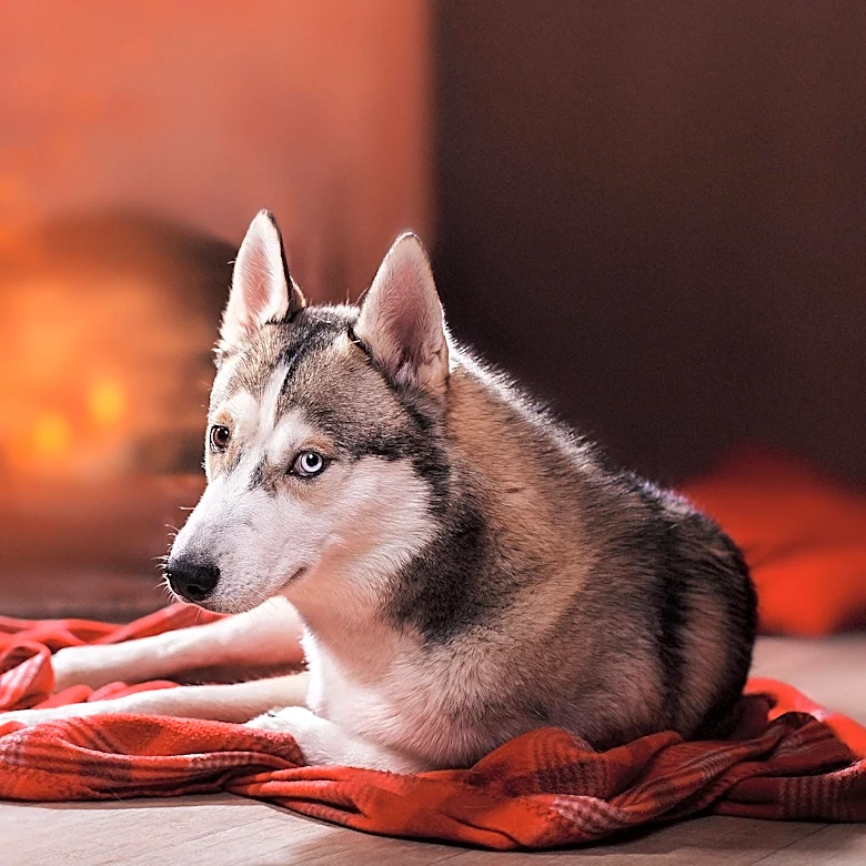 Washington Post Offers Tips for Keeping Pets Entertained Indoors During Extreme Weather