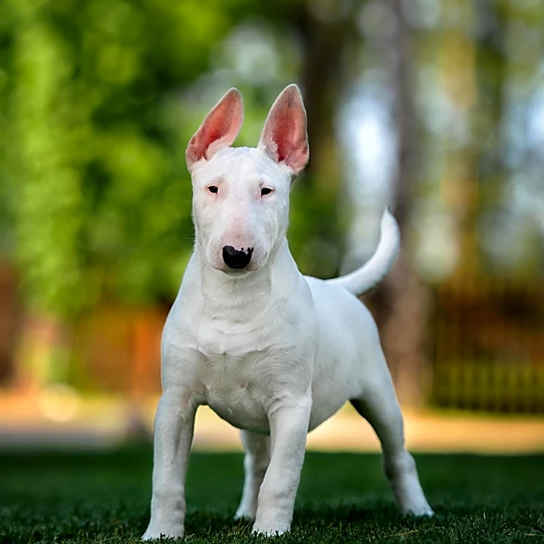 Miniature Bull Terrier 'Willow Against the Wind' Shines at Five Valley Kennel Club Show