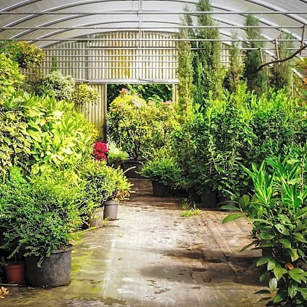 Growing Collective Hosts Annual Plant Sale in Stevens Point, Offering 300 Varieties