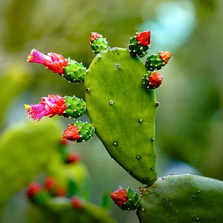 Cactus Blooms Captured at McDowell Sonoran Preserve in Arizona