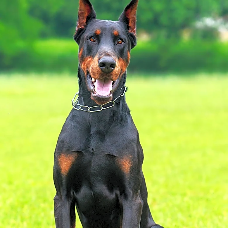 Kingston Animal Shelter Seeks Home for Energetic Doberman Pinscher
