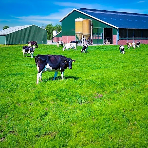 Nevada Dairy Farmers Highlight Community and Family During National Dairy Month
