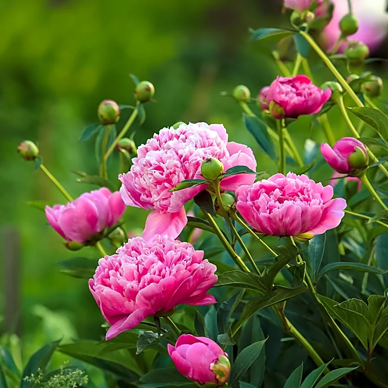 Annual Peony Pilgrimage Draws Thousands to University of Michigan's Garden