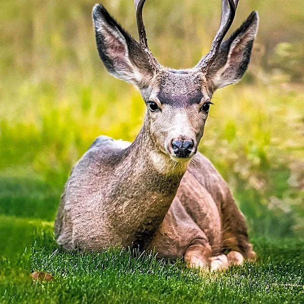 Santa Barbara Museum Hosts Nature Journaling Sessions to Connect with Local Wildlife