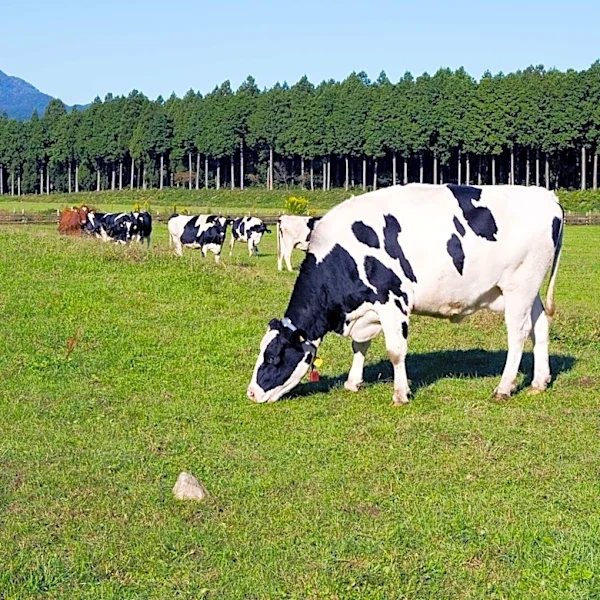Nevada Dairy Farmers Celebrate National Dairy Month with Community Engagement