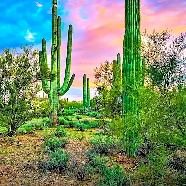 Outbound Hotels Launches Outbound Sedona, Offering a New Desert Retreat Experience