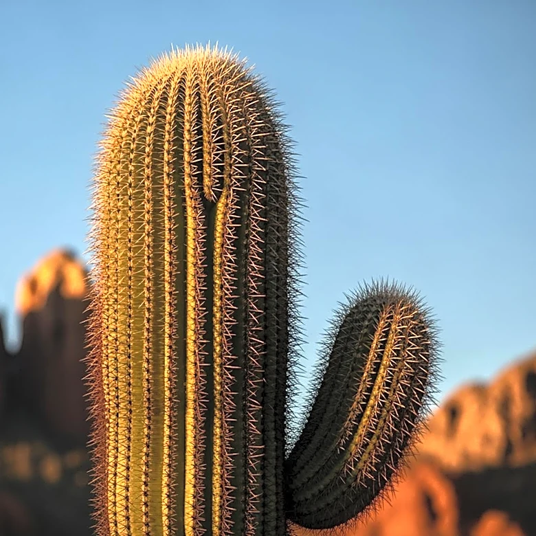 Cactus Bowl Returns to Arizona State University Campus in December