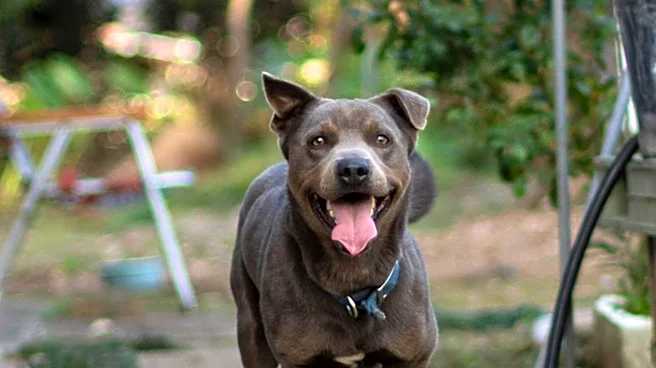Shep the Dog Seeks a Loving Home in Sacramento