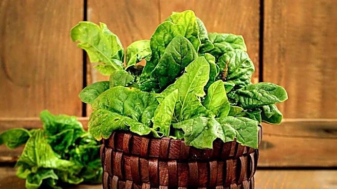 Nutrition Experts Highlight Benefits of Kale and Spinach for Health