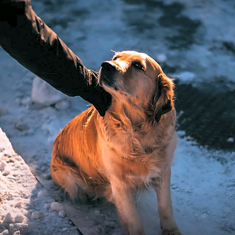 Animal Welfare Organizations Highlight Challenges of Pet Abandonment Amidst Economic Struggles