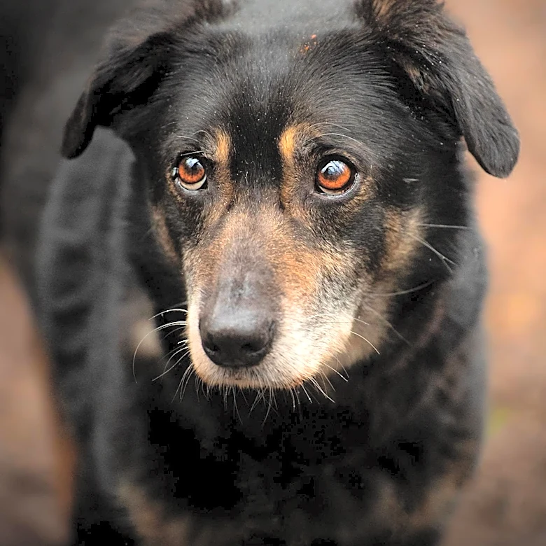 Shep, a Senior Dog, Seeks a Forever Home Through CBS News Feature