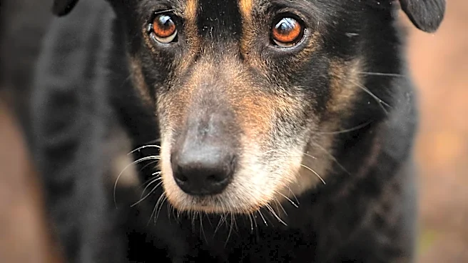 Shep, a Senior Dog, Seeks a Forever Home Through CBS News Feature