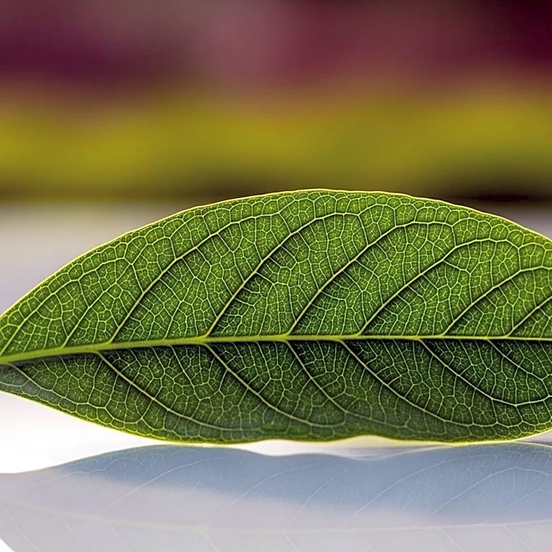 Newsweek Ranks World's Greenest Companies for 2026 Based on Sustainability Performance