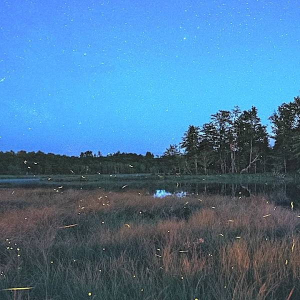 Alternative Ways to View Synchronous Fireflies in 2026 Without Lottery Pass