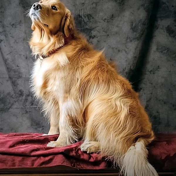 Exploring Canine Consciousness and Art in 'The Dog's Gaze'