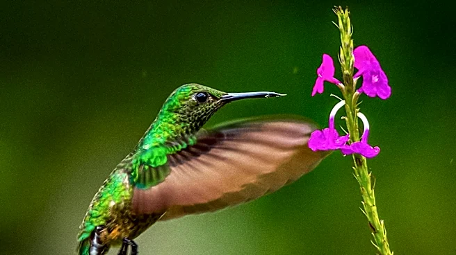 Ray Petelin Shares Tips on Attracting Hummingbirds for Close-Up Encounters