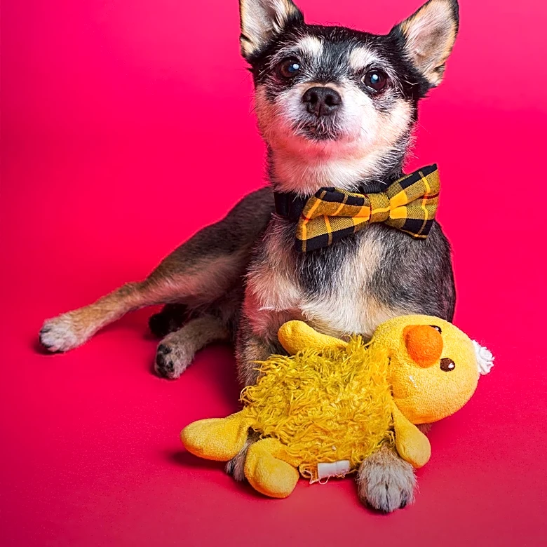 Deaf Shelter Dog's Attachment to Toy Highlights Challenges in Adoption