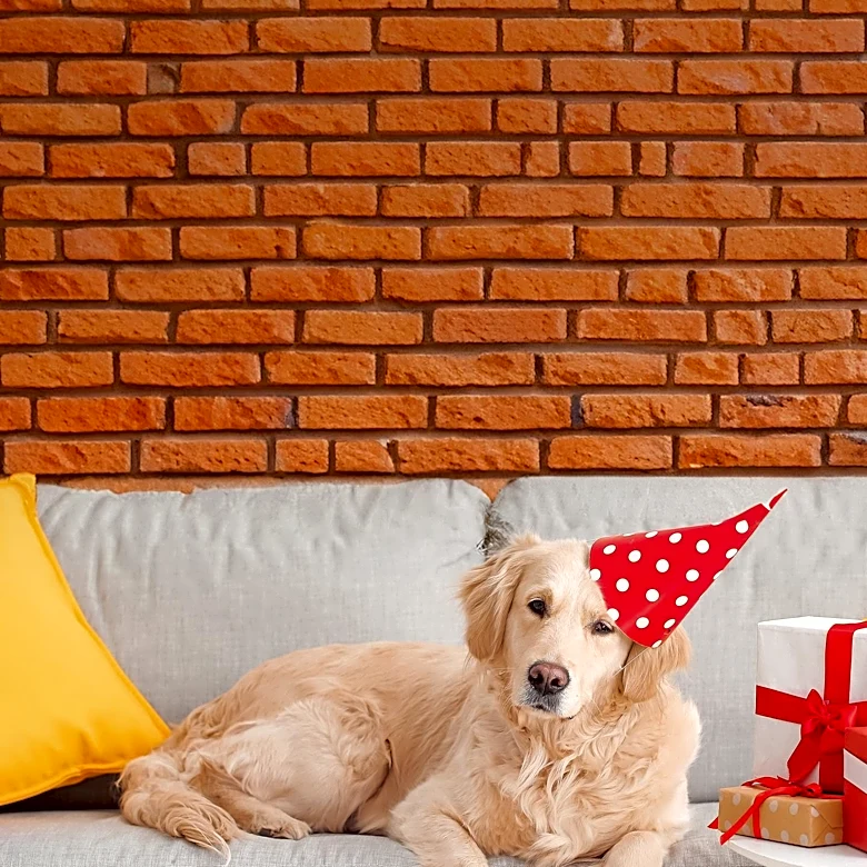 Senior Golden Retriever's Couch Privileges Highlight Owner's Priorities