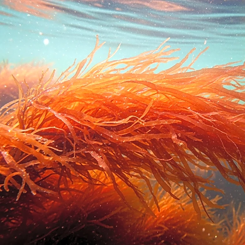 CFIA Approves AlgaeAsta for Use in Animal Feed, Boosting Aquaculture Sustainability