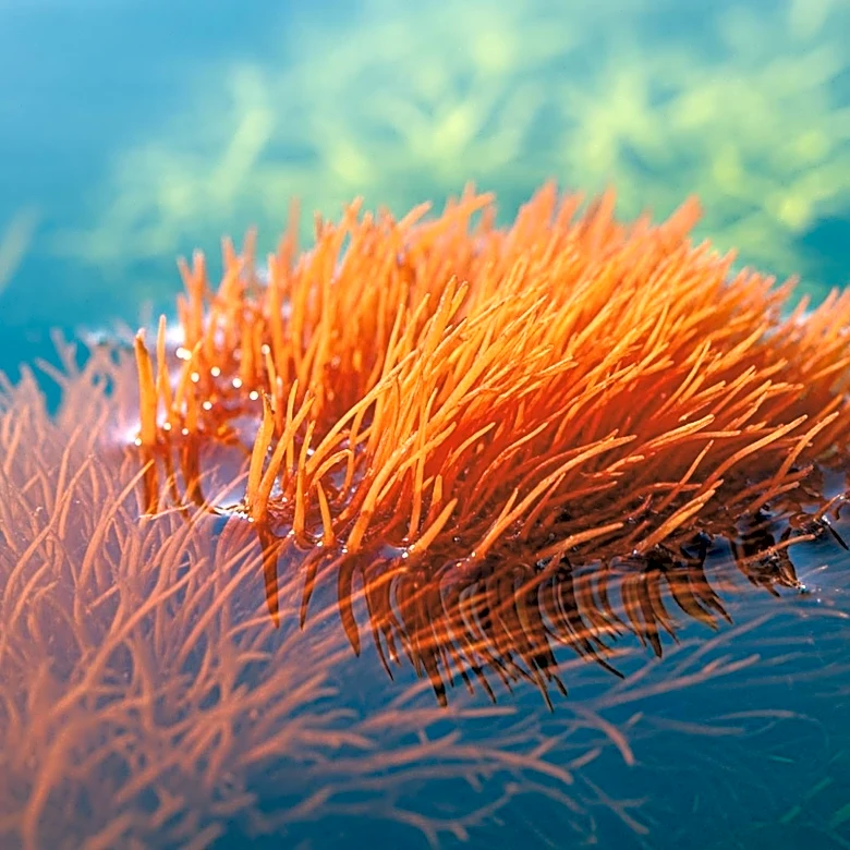 CFIA Approves AlgaeAsta for Animal Feed, Boosting Aquaculture Sustainability