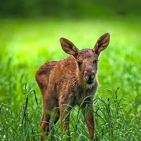 Instagram Video of Moose Calf Sparks Debate on Wildlife Intervention