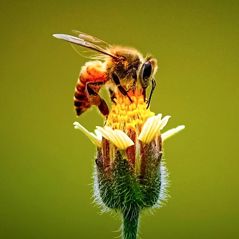 Vaccines for Bees and Shrimp Introduce New Paradigm in Agriculture