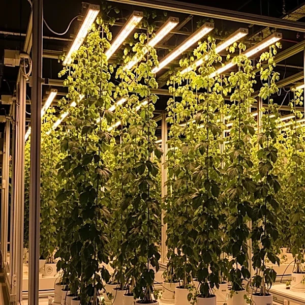 Ekonoke's Indoor Hops Farming Aims to Secure Beer Supply Chains
