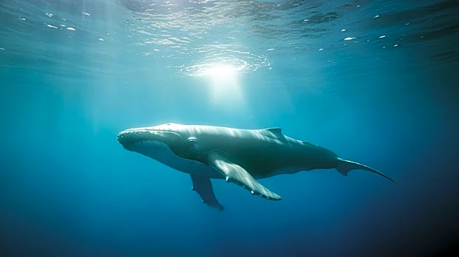 Director Brian Duffield Discusses 'Whalefall' and Its Unique Cinematic Experience
