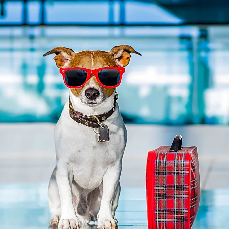 Newcastle Airport and Hunter Pet Motel Highlight Pet Care During Pet Week