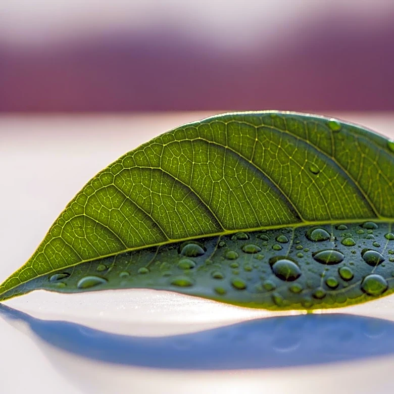 Safemark Achieves Top 35% Global Ranking in EcoVadis Sustainability Rating