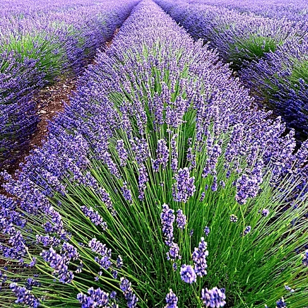 Capay Valley Lavender Farm Celebrates Harvest Season
