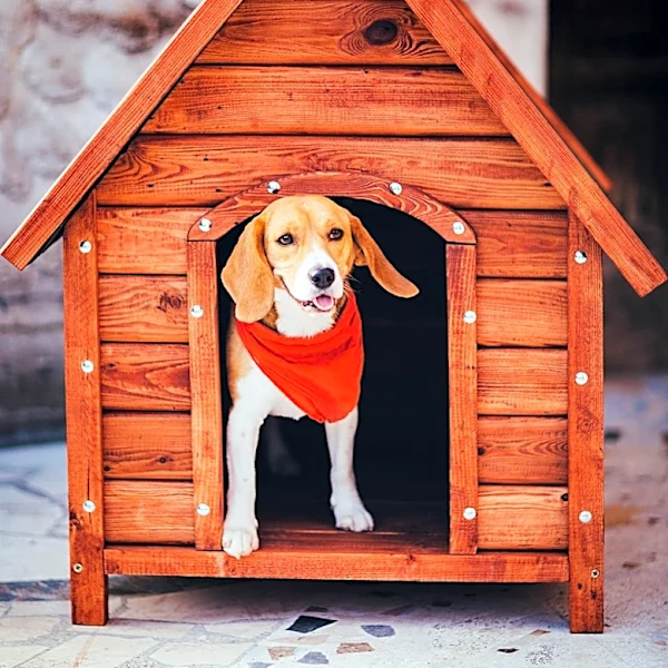 Fido’s Landing Closes Homewood Adoption Center Due to Building Issues