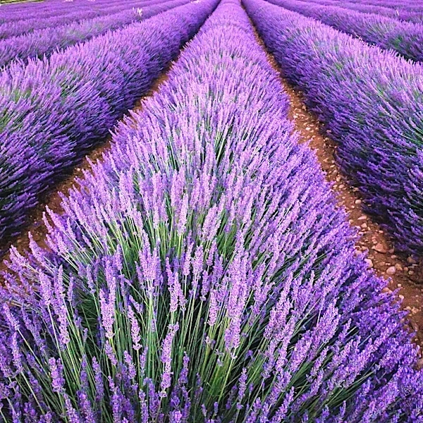 Lavender Harvest Season Begins at Capay Valley Farm