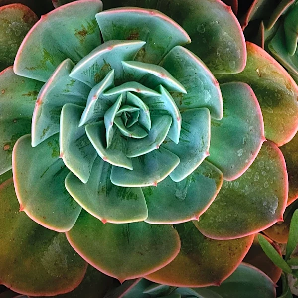 Los Angeles Resident Transforms Lawn into Drought-Tolerant Garden, Reducing Water Usage