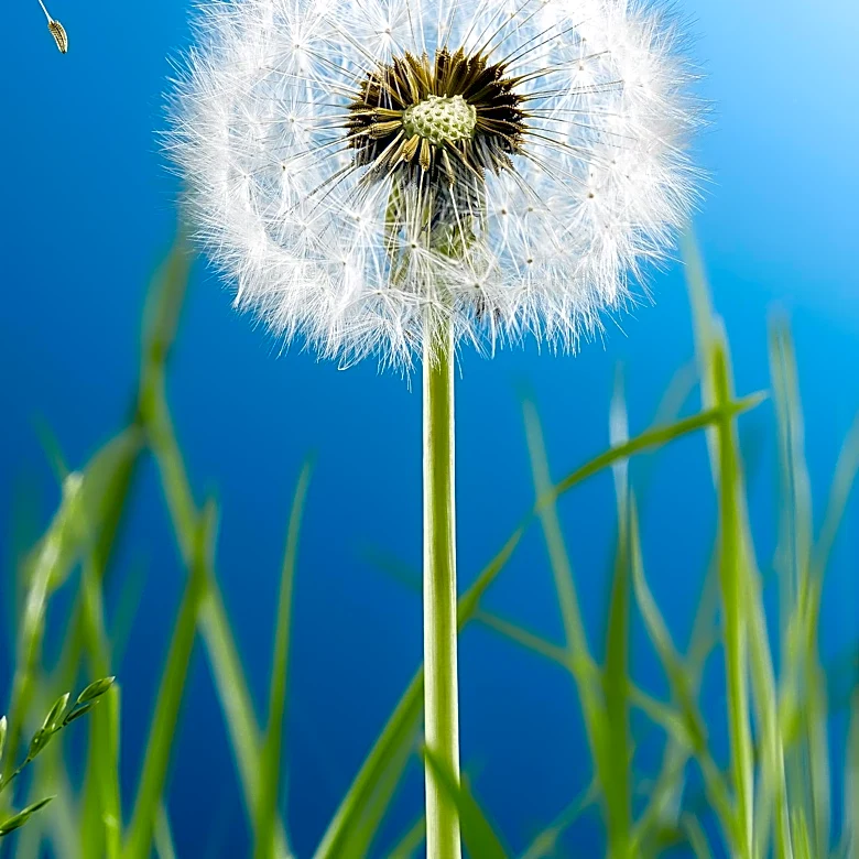 Seasonal Allergies Linked to Mood Changes and Mental Health Impact