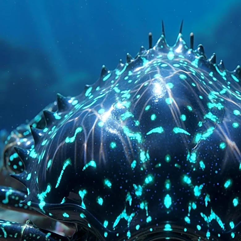 Jemaine Clement Reprises Role as Tamatoa in Disney's Live Action 'Moana'