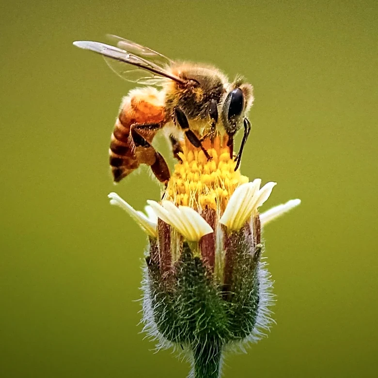 Bachman’s Buzz and Bloom Collection Promotes Pollinator-Friendly Gardening